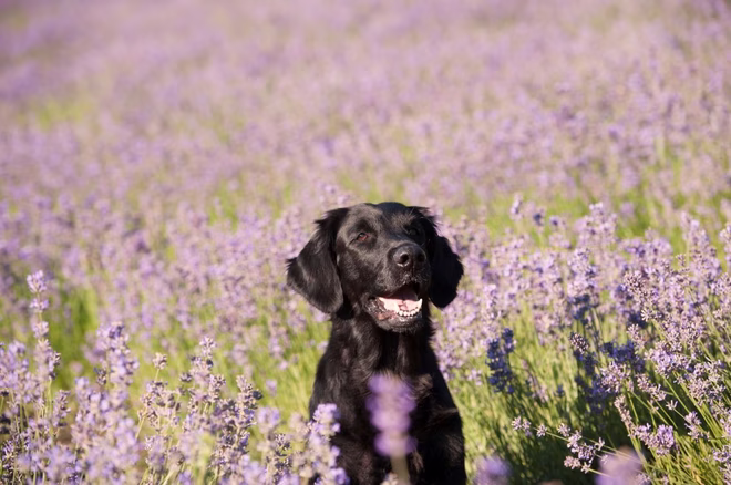 Niedlicher reinrassiger Hund (Flat Coated Retriever) in einem schönen lila Lavendelfeld.