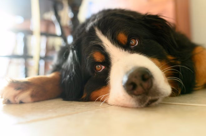 Birdie, ein Berner Sennenhund, eine Hunderasse, die am meisten sabbert, hängt in ihrem Haus herum und wartet darauf, spazieren zu gehen.