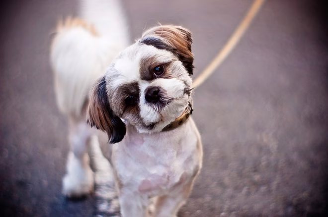 Der liebenswerte Shih Tzu, eine der freundlichsten Hunderassen, neigt seinen Kopf zur Seite und schaut in die Kamera.
