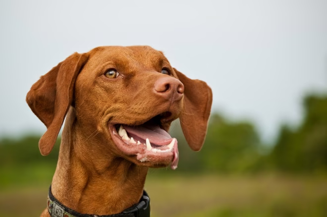 Eine lächelnde Ungarische Vizsla-Hündin ist glücklich nach einem guten Lauf. Ihre Zunge hängt leicht aus dem Maul.