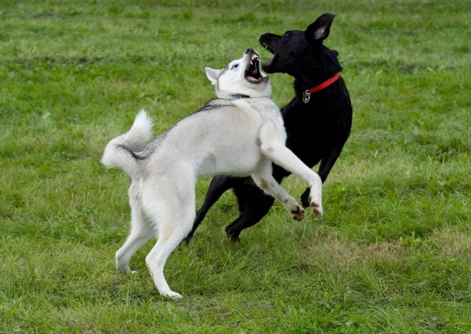 Zwei Hunde kämpfen im Freien.