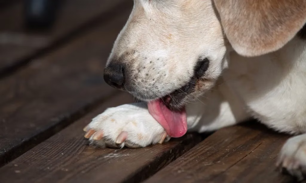 Abszesse bei Hunden: Symptome, Ursachen und Behandlungen