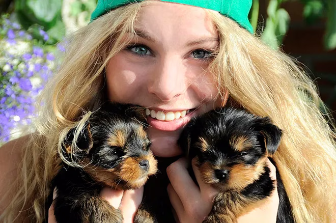 Teacup Yorkie kiskutyák