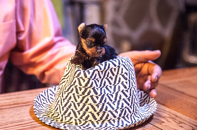 Teacup Yorkie kiskutya