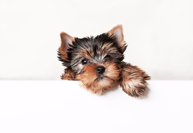 Teacup Yorkie kiskutya