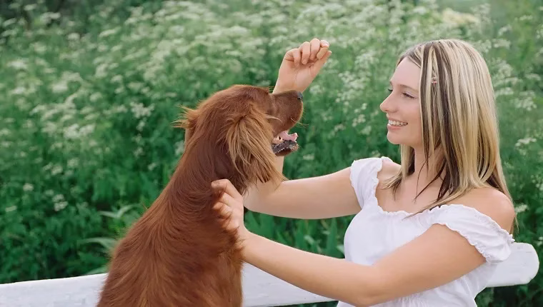 6 geistig anregende Spiele für schüchterne Hunde