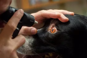 Állatorvos ellenőrzi a retina diszpláziás kutyát.