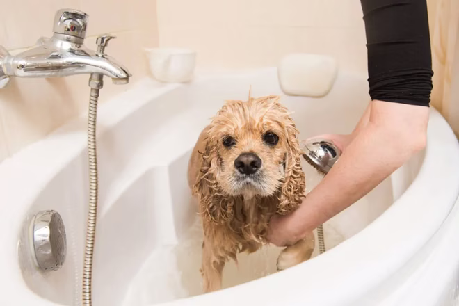 Der Besitzer badet sein Haustier mit medizinischem Shampoo.