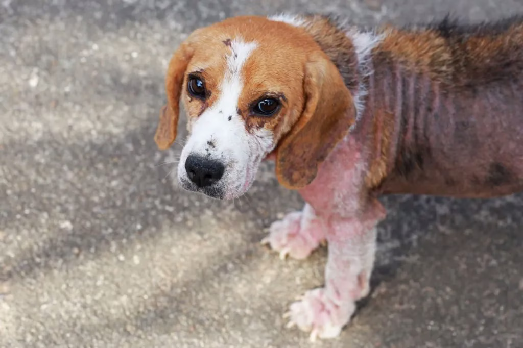 Mange bei Hunden: Arten, Symptome, Ursachen und Behandlungen