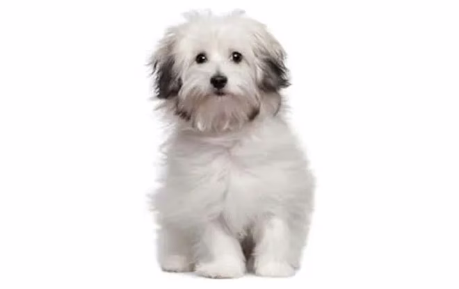 kleine-hunde-bologneser