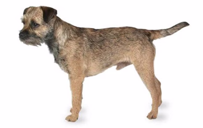 kleine-hunde-border-terrier