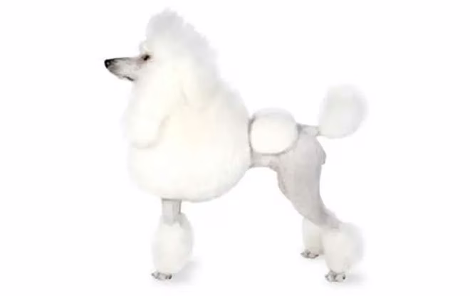 pudel