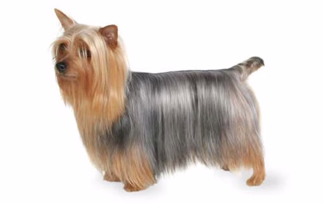 energiegeladener-kleiner-hund-silky-terrier