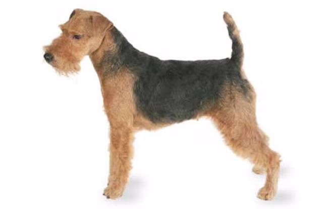 Hoch-Energie-Kleinhund-Welsh-Terrier