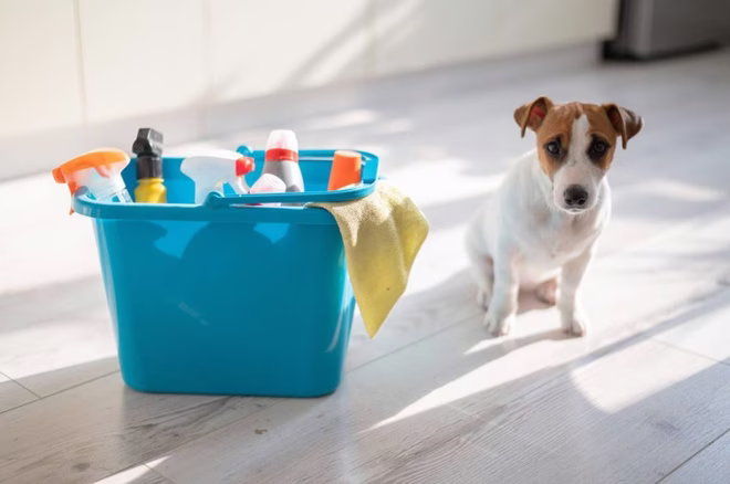 Hund neben dem Reinigungsmittel.