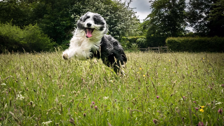 Was Sie mit Ihrem reaktiven Hund tun können: Training und Aktivitäten