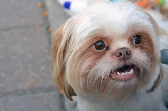Shih Tzu, mit sichtbaren unteren Zähnen.
