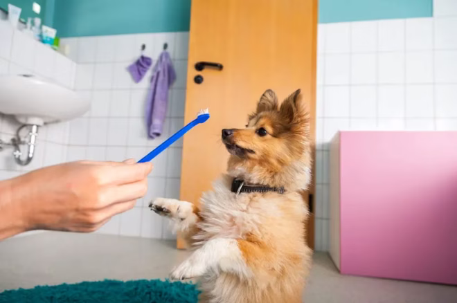 Shetland Sheepdog mit Besitzer, der eine Hundezahnbürste hält.