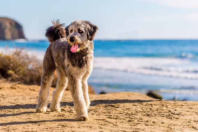 Az Aussiedoodle egy dizájner kutyakeverék a fajtatiszta uszkár és az ausztrál juhász között. Társas kutyák. Aussie Doodle