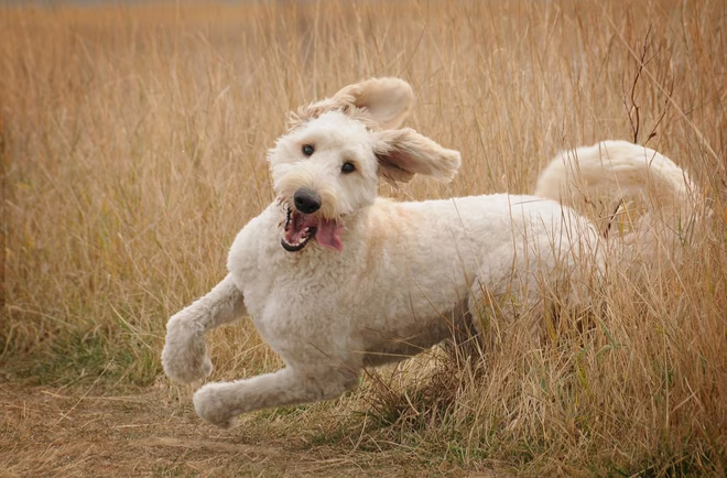 Goldendoodle, egy népszerű uszkárkeverék, nyelvét kinyújtva és füleit lógatva szaladgál a fűben.