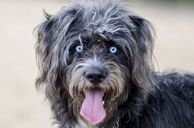 Kékszemű huskydoodle néz a kamerába.