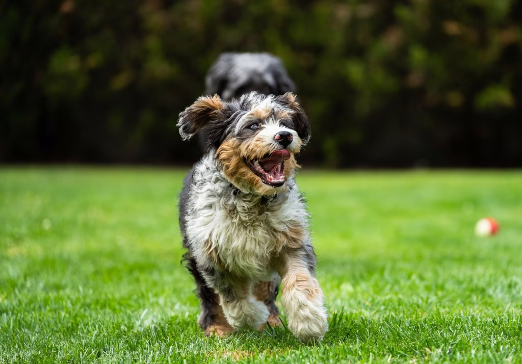 Doodle Dogs: A legnépszerűbb pudlikeverékek