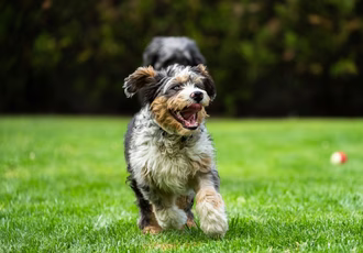 Doodle Dogs: ყველაზე პოპულარული პუდლის მიქსები