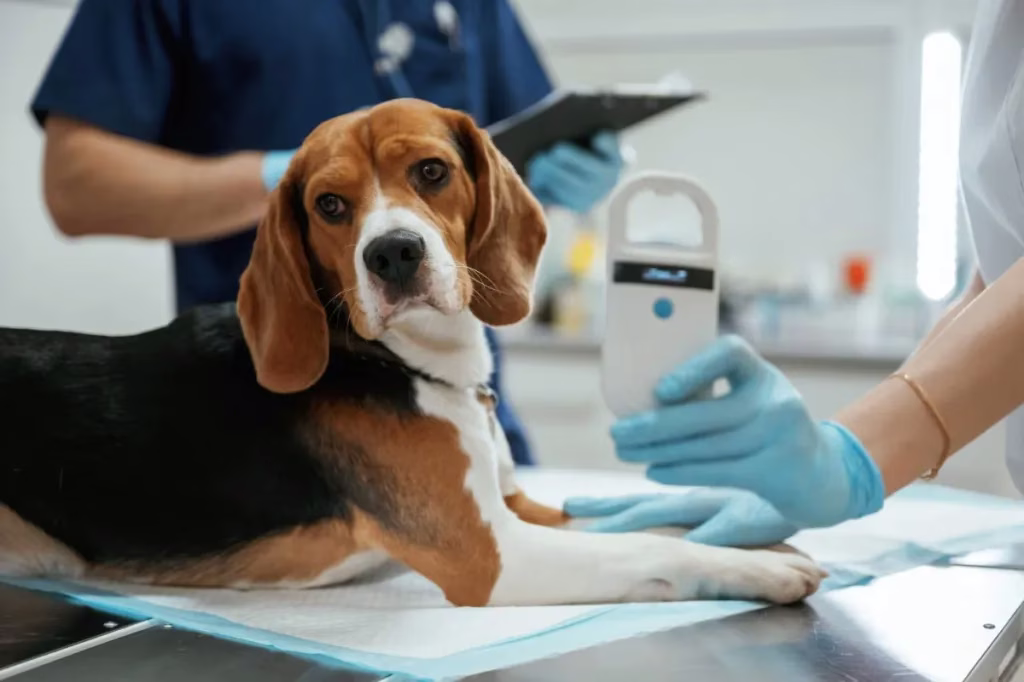 Familiäre Nierenerkrankung bei Hunden: Symptome, Ursachen und Behandlungen
