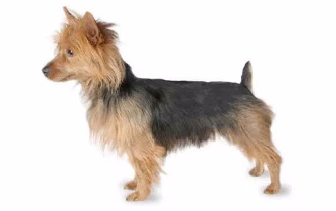 australischer-terrier