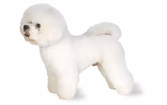 2-kleine-hunde-bichon-frise