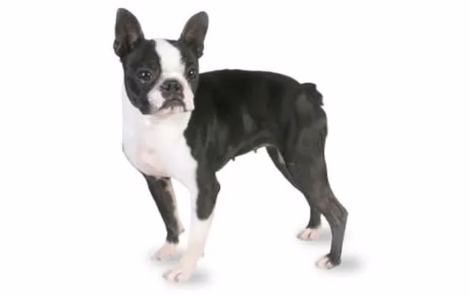 kleine-hunde-boston-terrier