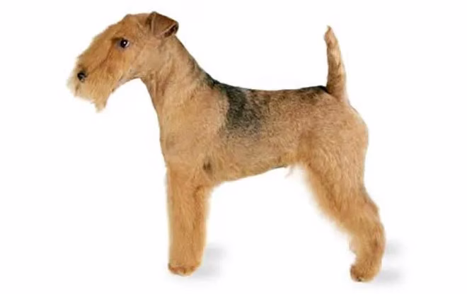 energiegeladener-kleiner-hund-lakeland-terrier