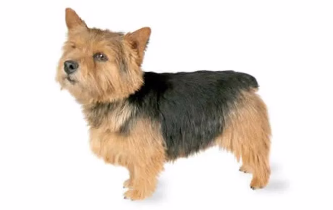 energiegeladener-kleiner-hund-norwich-terrier
