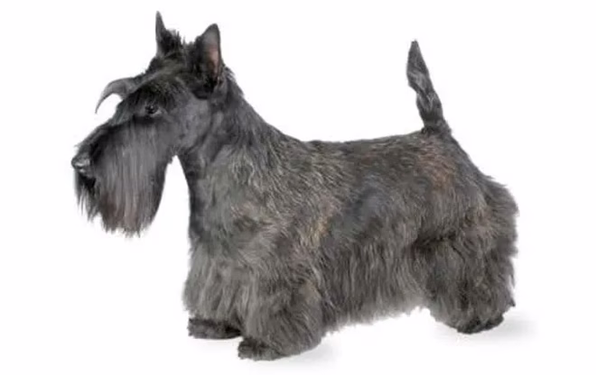 kleine-hunde-schottischer-terrier