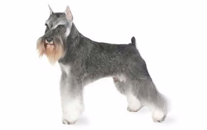 mini-schnauzer