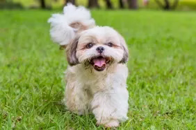 Außenaufnahme eines Shih Tzu, einer der besten kleinen Hunderassen für Erstbesitzer, beim Spaziergang auf der Wiese.