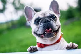 Lächelnder kleiner Hund, eine Französische Bulldogge, steht auf einer Veranda mit Gras im Hintergrund.