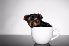 Teacup Yorkshire Terrier Hund sitzt in einer Tasse.