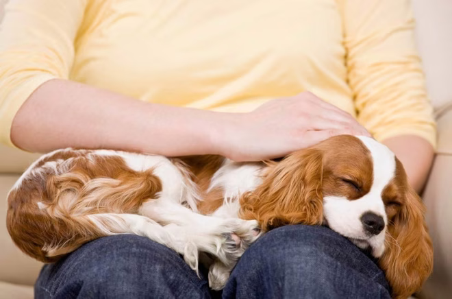 Cavalier King Charles Spaniel - eine der anhänglichsten Hunderassen - schläft auf dem Schoß des Menschen.