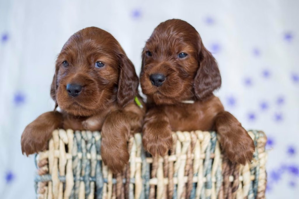 الصور والحقائق الأيرلندية Setter Puppy