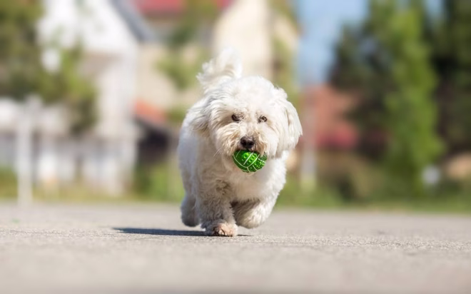 Coton de Tulear apportírozás közben.