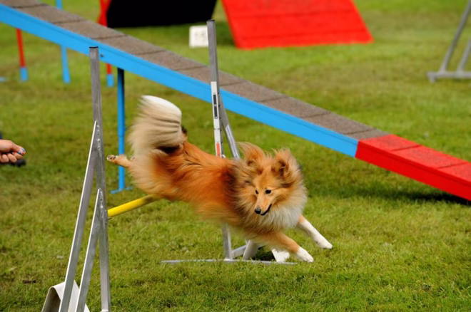 Shetlandi juhászkutya agility edzés közben.