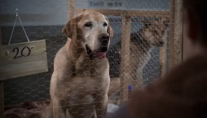 Christmas, der Labrador Retriever, aus dem Film &ldquo;A Dog Named Christmas&rdquo;.
