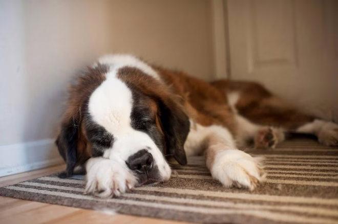 Köpeklerde Lenfoma: Belirtiler, Nedenler ve Tedaviler