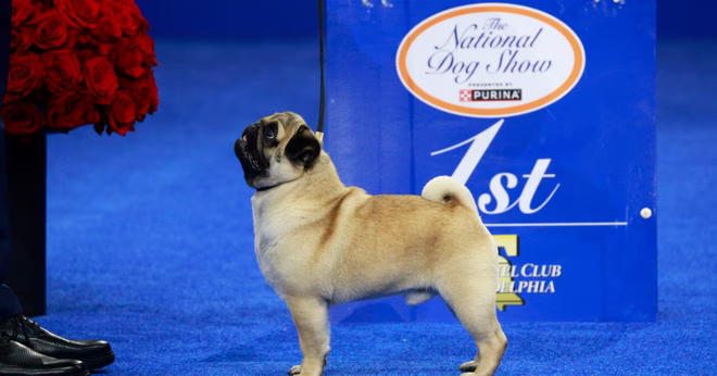 Inilah Mengapa Vito The Pug’s National Dog Show Win adalah prestasi yang luar biasa